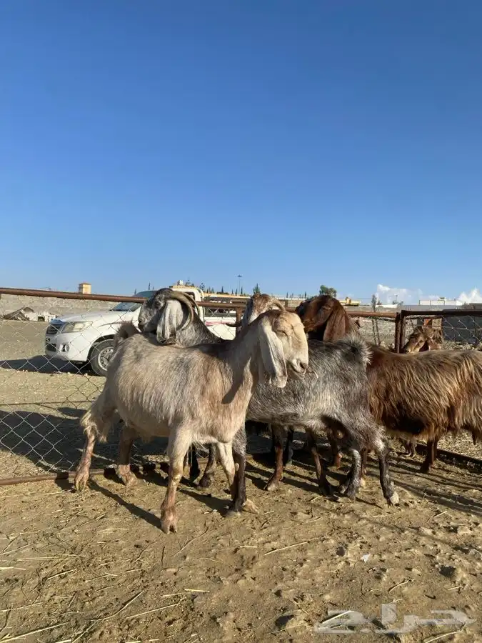 معزا حصيييب 2