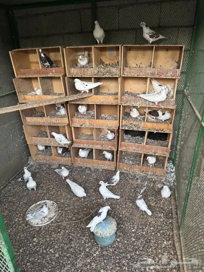 عشه عقطايف خنابي 0