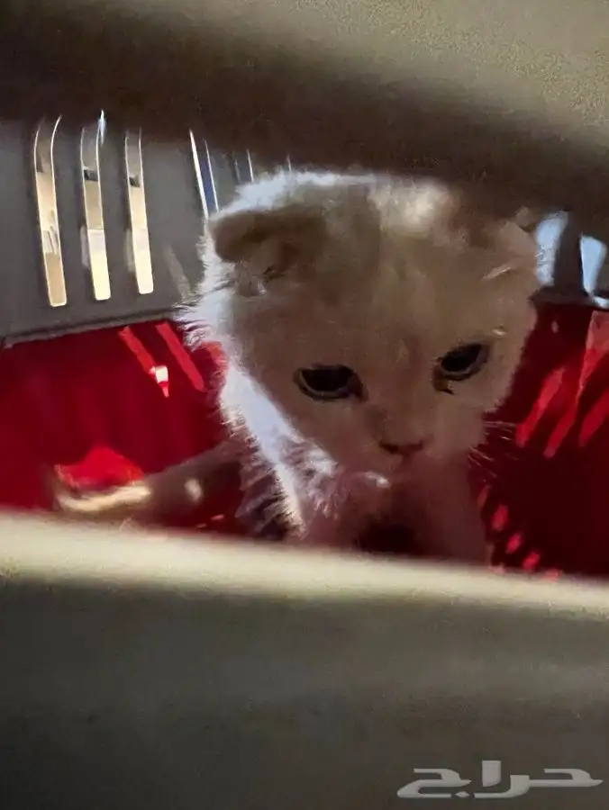 قط سكوتش معقم للتبني 4