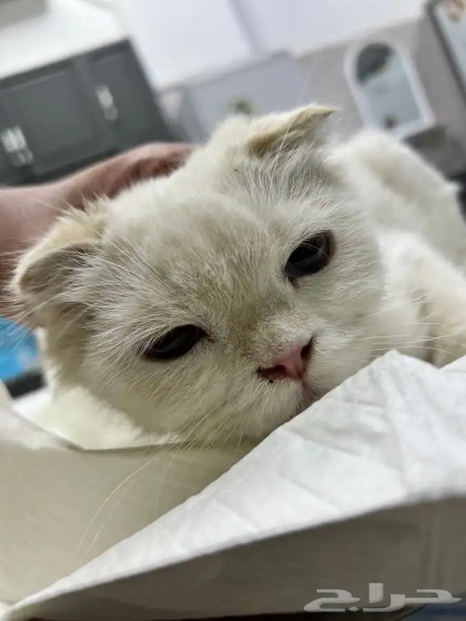 قط سكوتش معقم للتبني 11