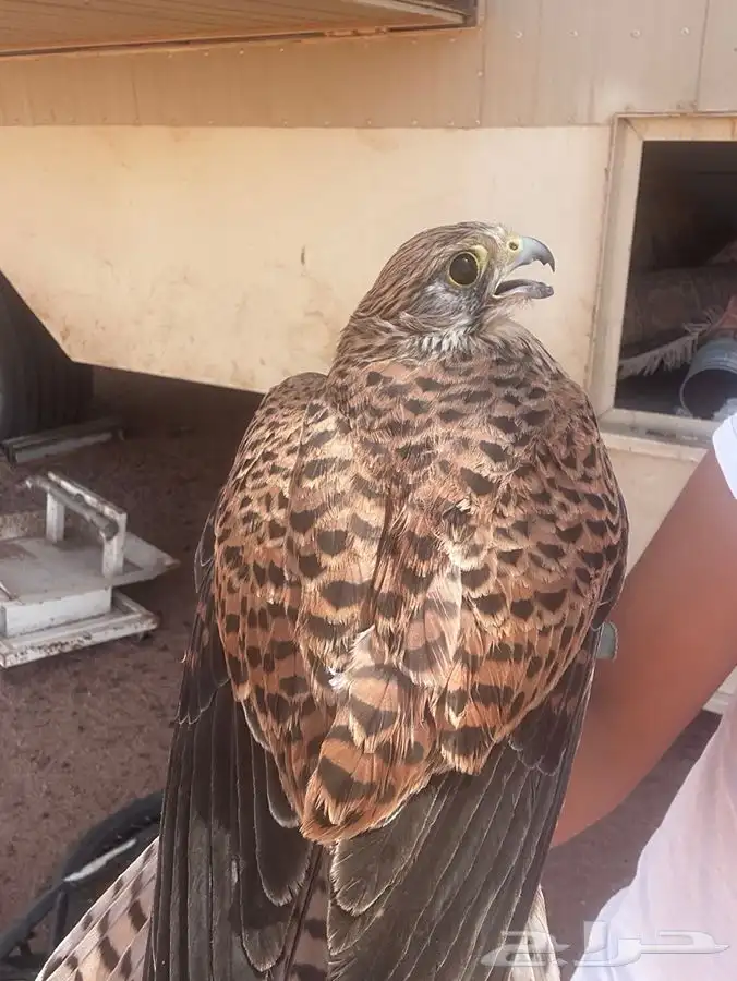 باشق للبيع شرط ذمه معه برقع الموقع وادي الرمه ضليع رشيد 1