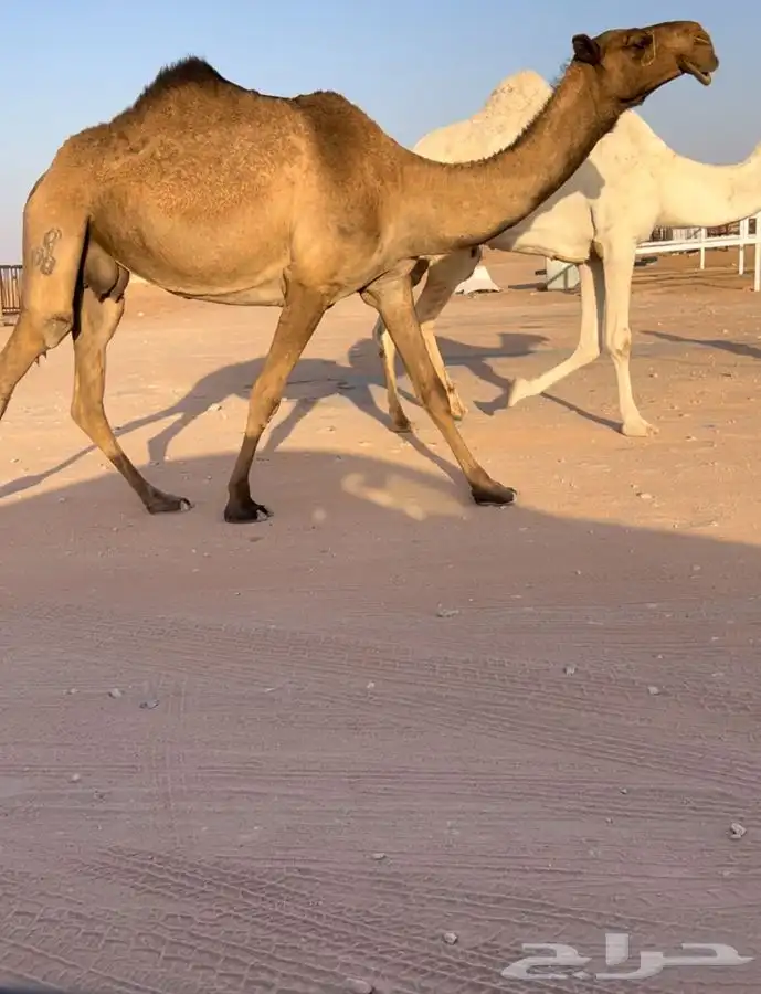 للبيع ناقه ضروبه كفو 1