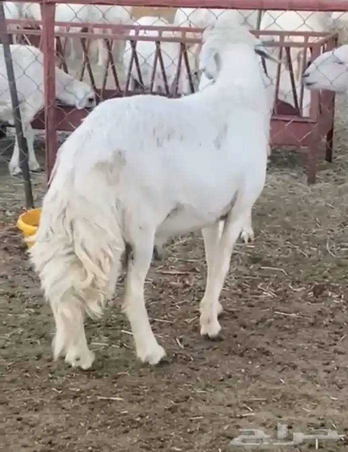 فحل رباع صنف مشروط 3