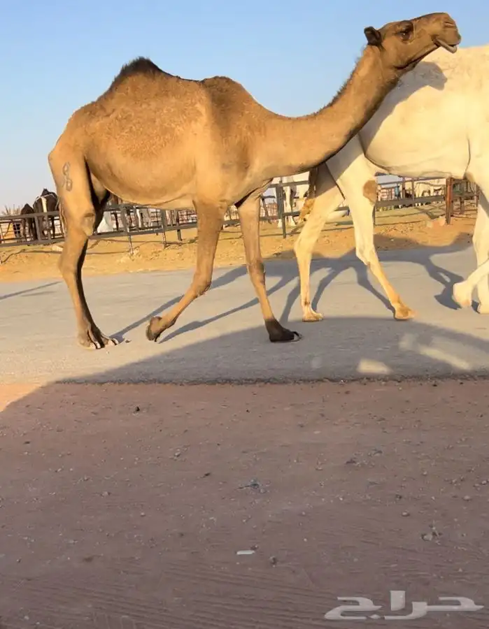 للبيع ناقه ضروبه كفو 0