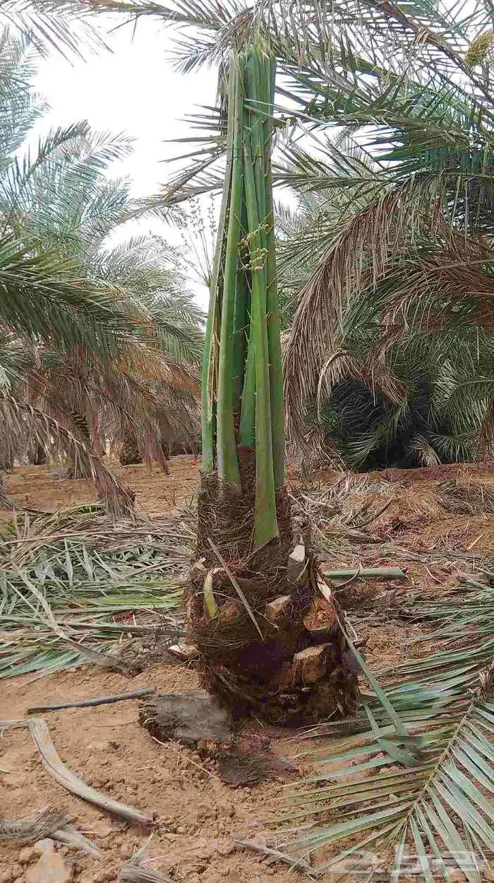 فسائل نخل صقعي سكري مجدول 0