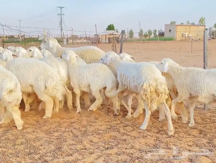 غنم رخال صنف دفيع 0