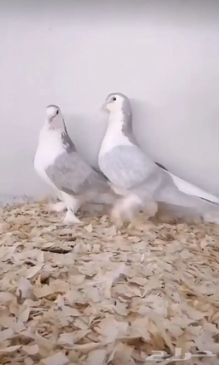 زوج حمام شرازي 1