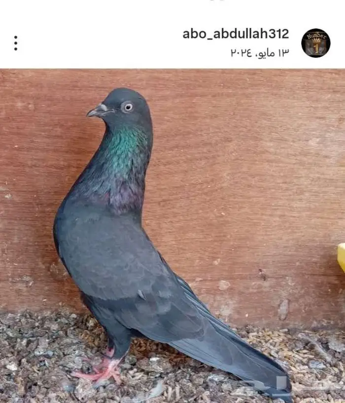 أساسات قولدن تيدي رام 0
