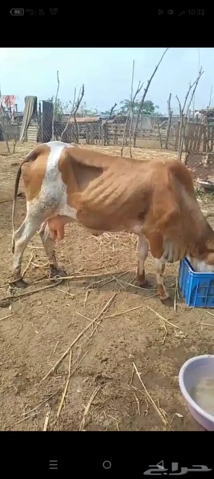 بقره 1