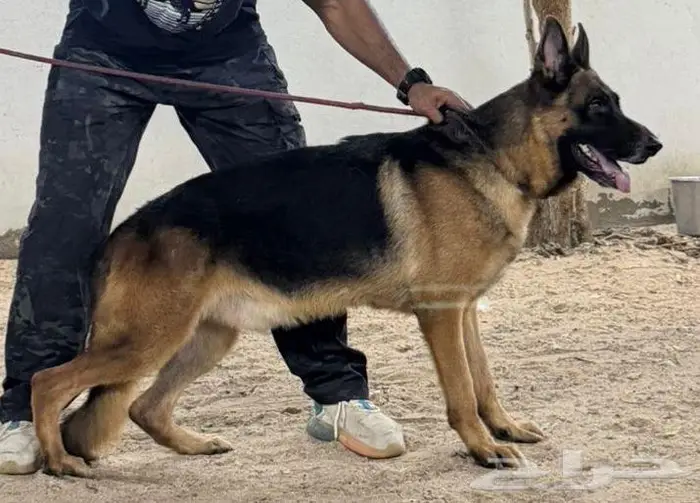 جيرمن شيبرد شولاين منتج 2