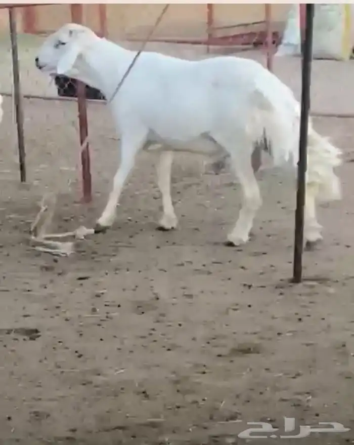 فحل رباع صنف مشروط 1