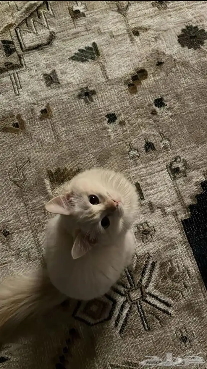 أنثى   هملايا   شيرازي لعوب مرح 3