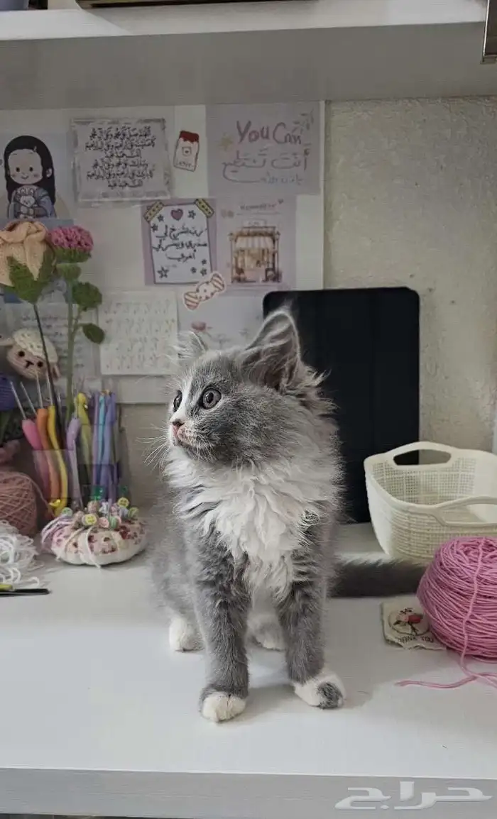 قطه للتبني 0