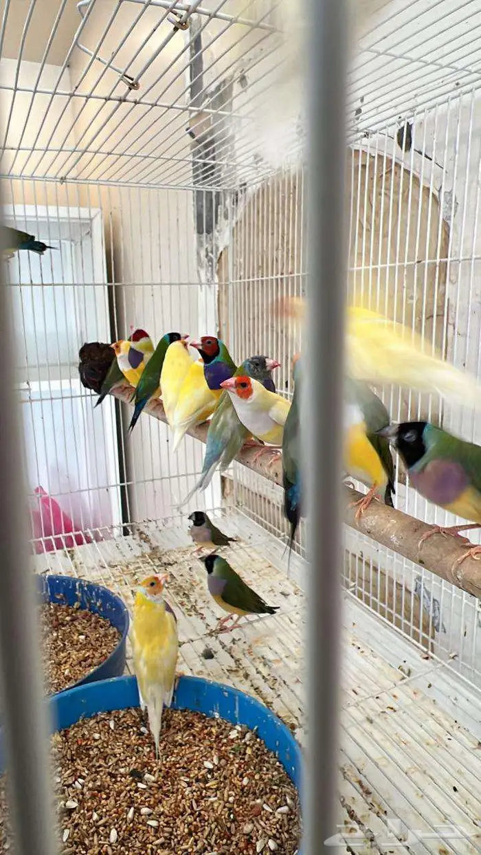للبيع دفع طيور الاحساء 5