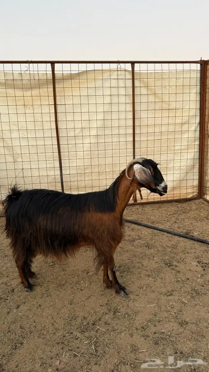 معزا ولد ( تم البيع ) 16