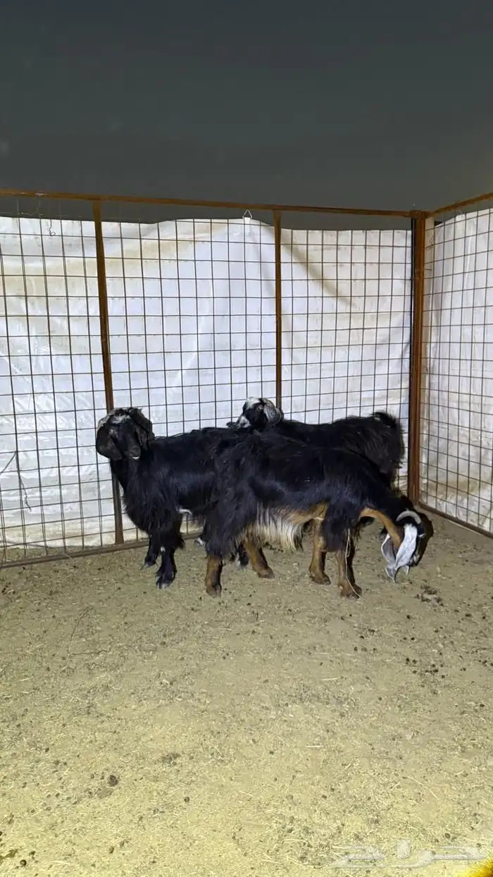 معزا دفيع للقناي 5