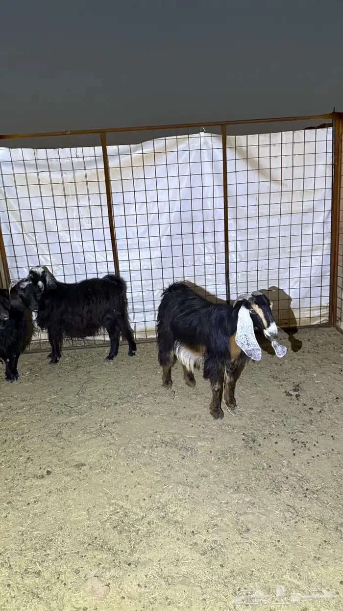 معزا دفيع للقناي 13