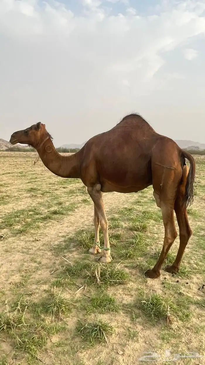 للبيع ناقة ساحلية 2