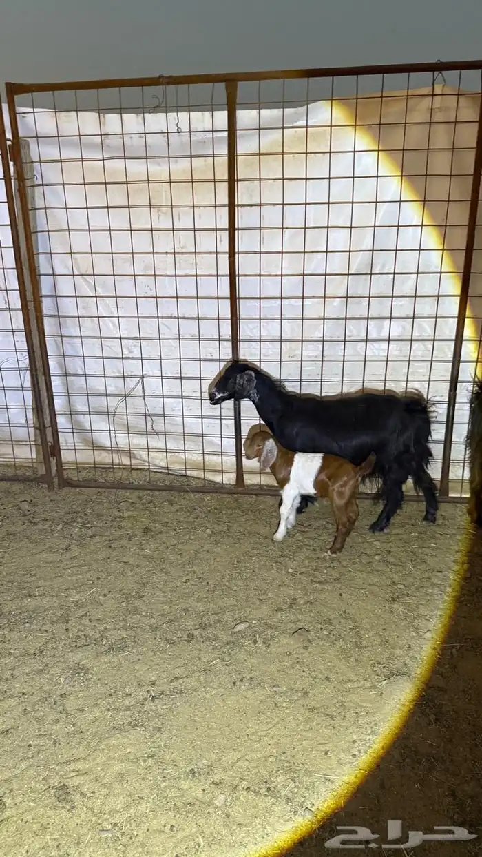 معزا ولد ( تم البيع ) 1