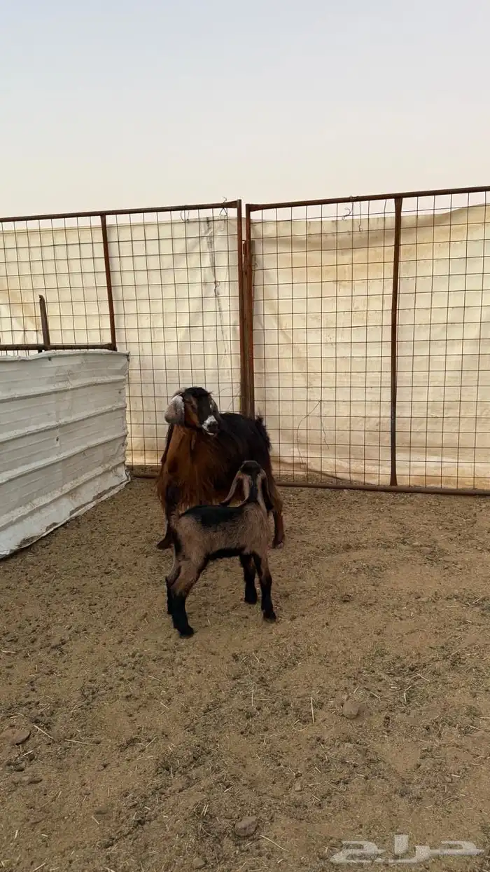 معزا ولد ( تم البيع ) 20