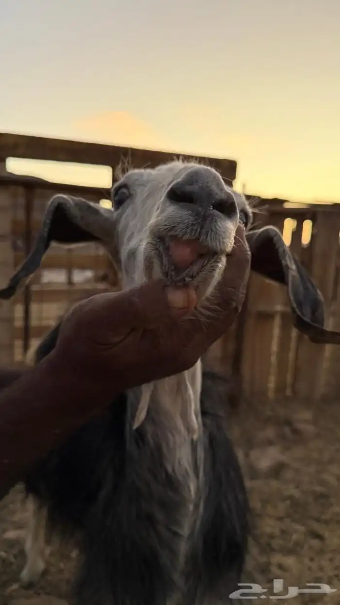 معزا ولد ( تم البيع ) 8