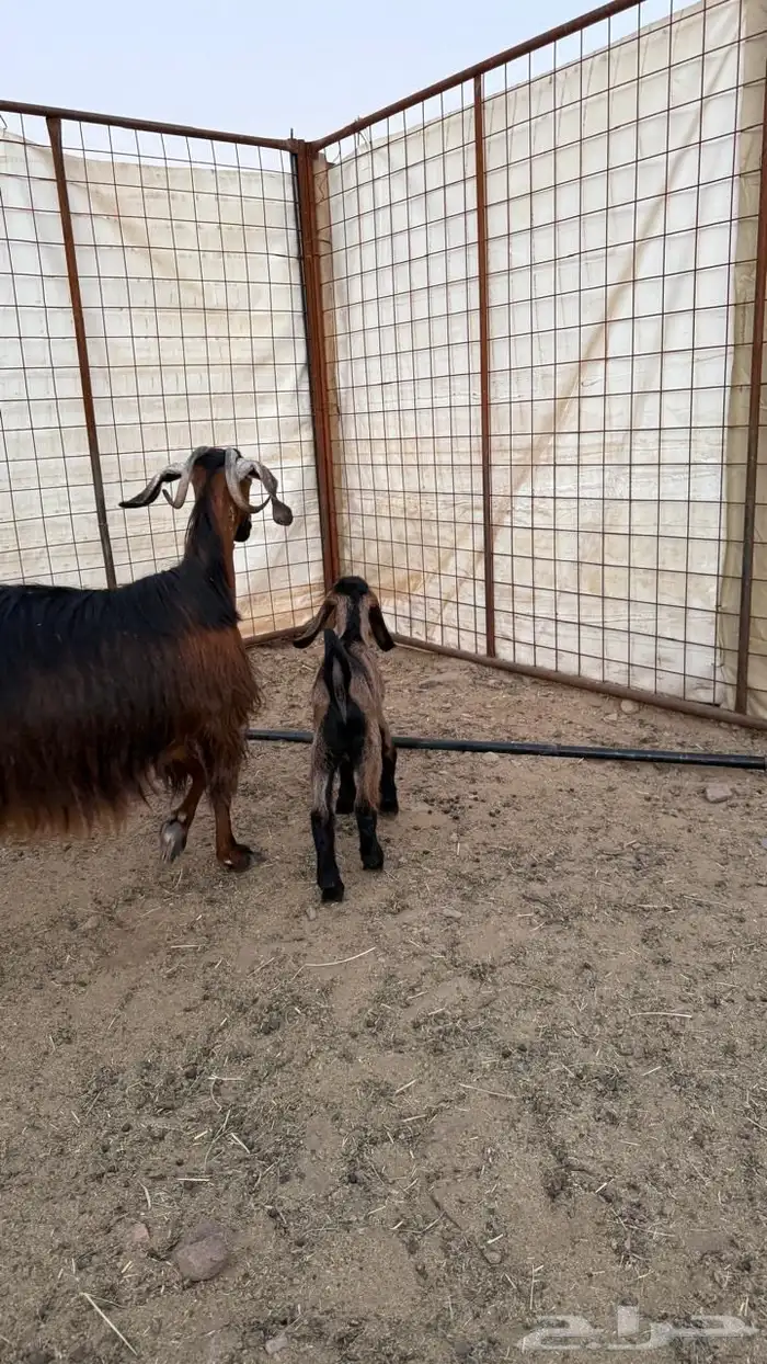 معزا ولد ( تم البيع ) 17