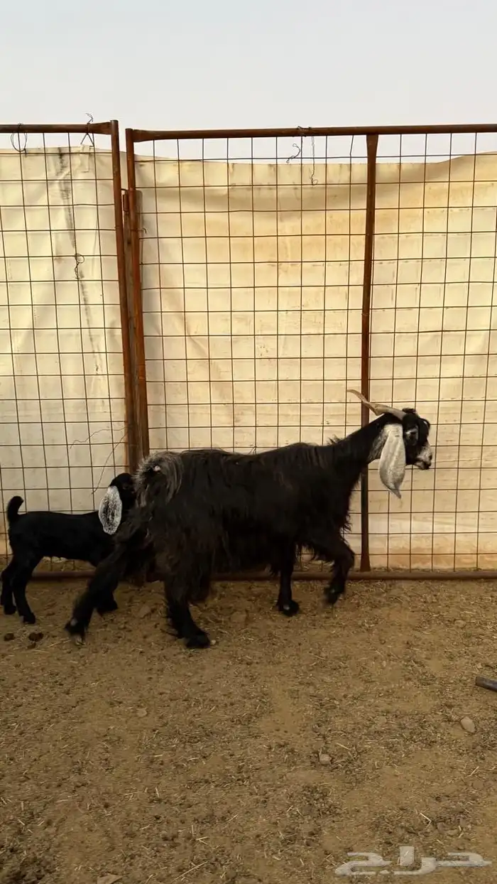 معزا ولد ( تم البيع ) 10