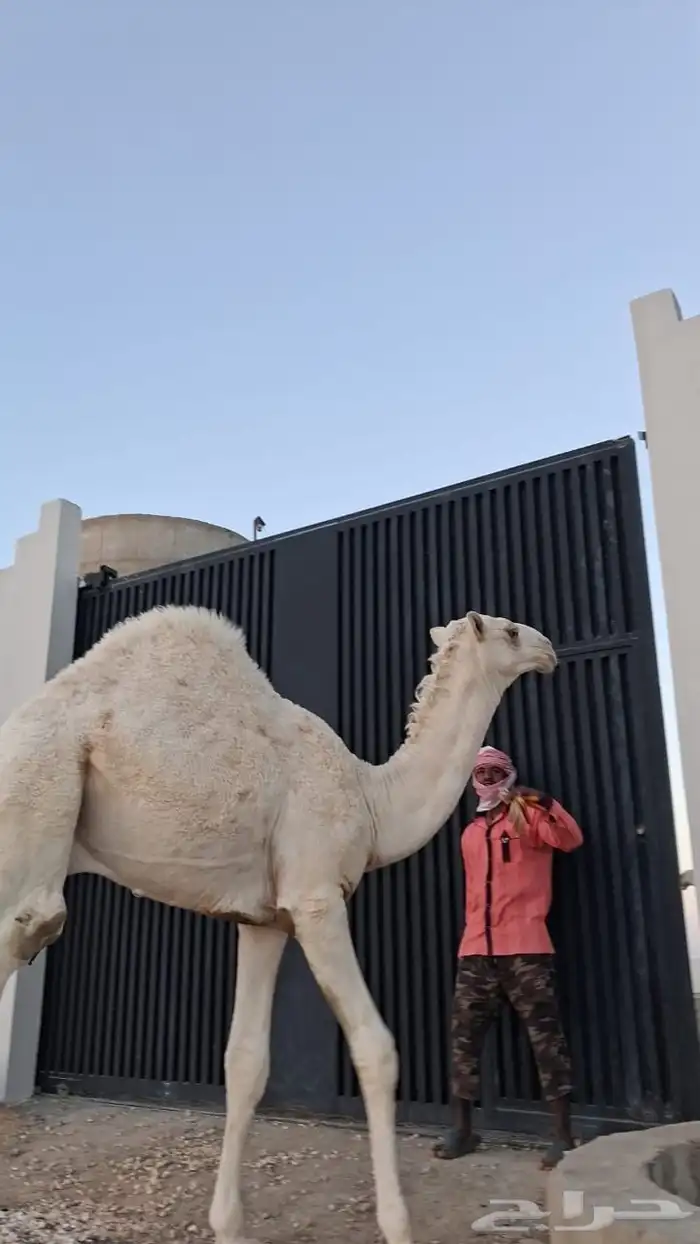 حاشي 0