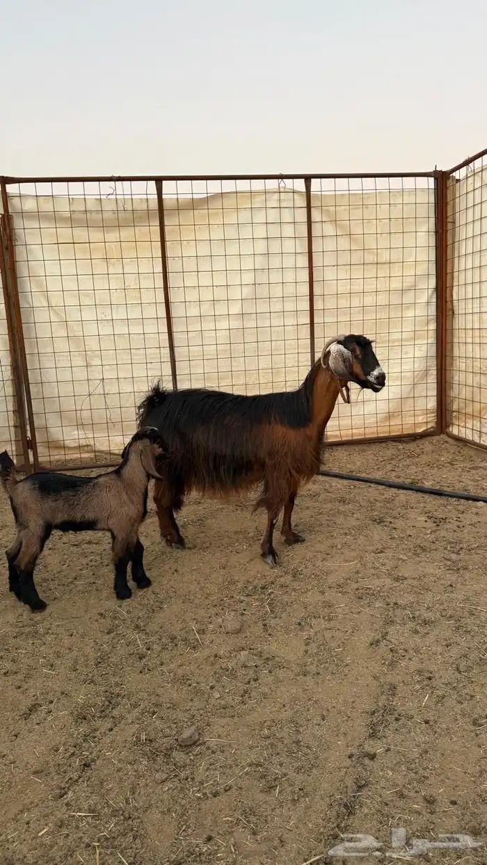 معزا ولد ( تم البيع ) 19