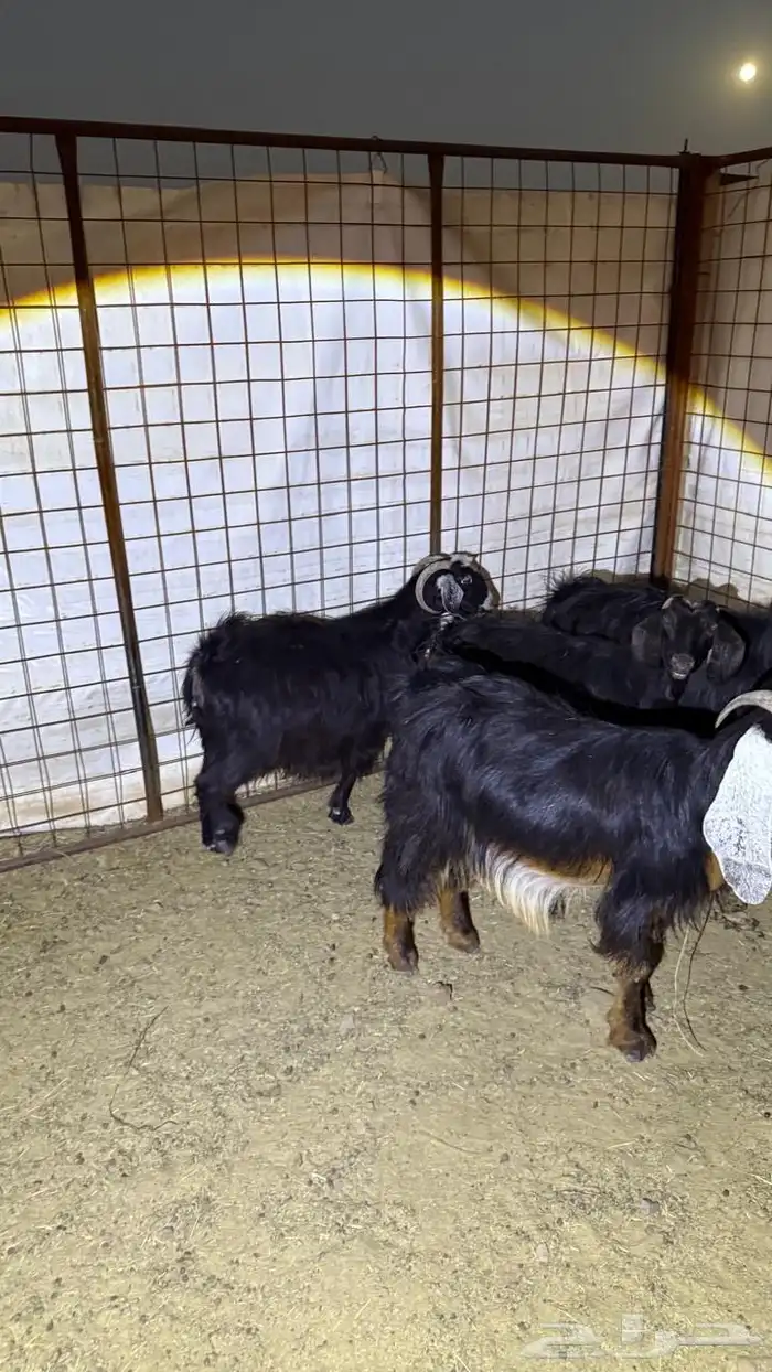 معزا دفيع للقناي 9