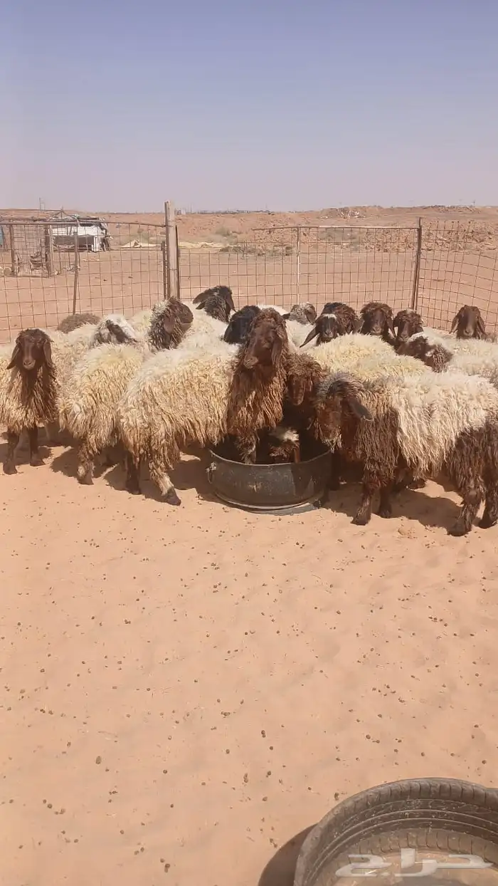 ذبايح تابي و تمارا وامكان 5