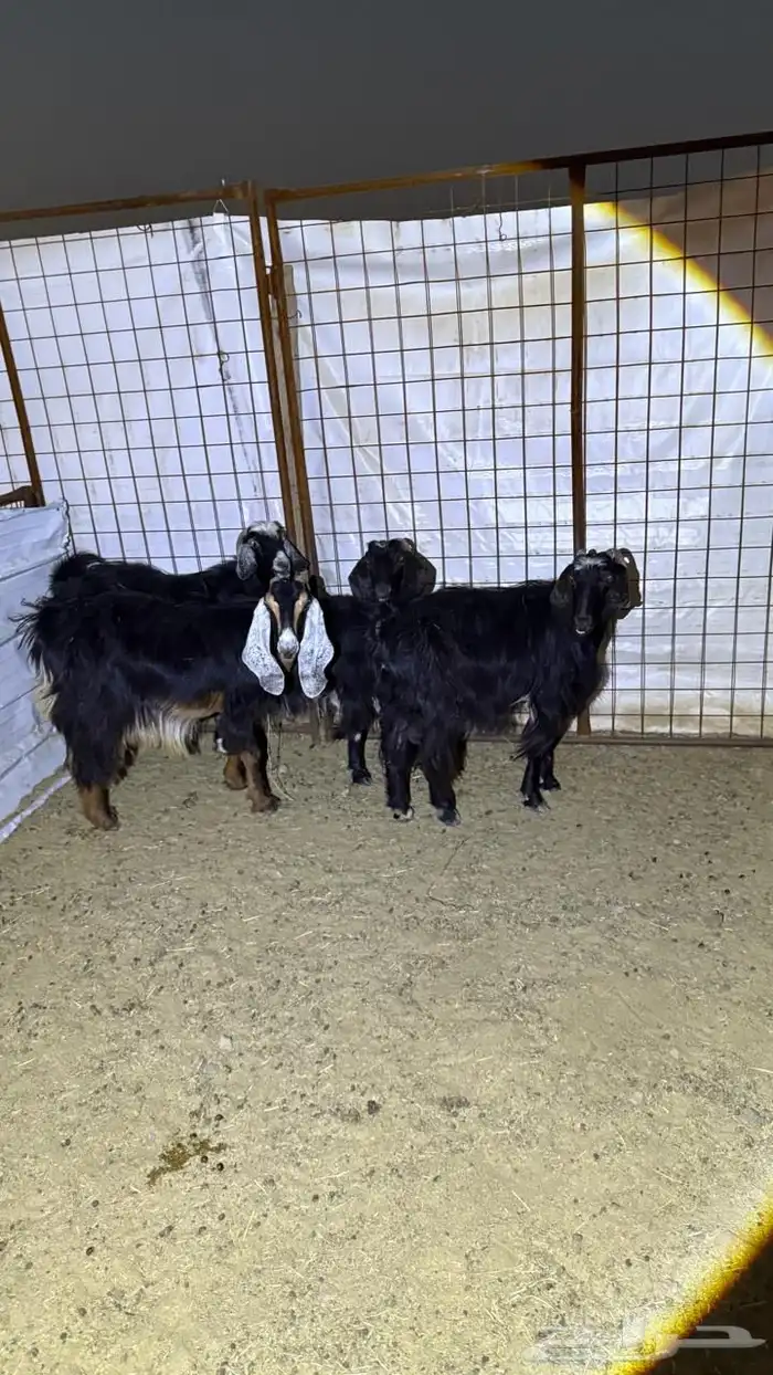 معزا دفيع للقناي 10