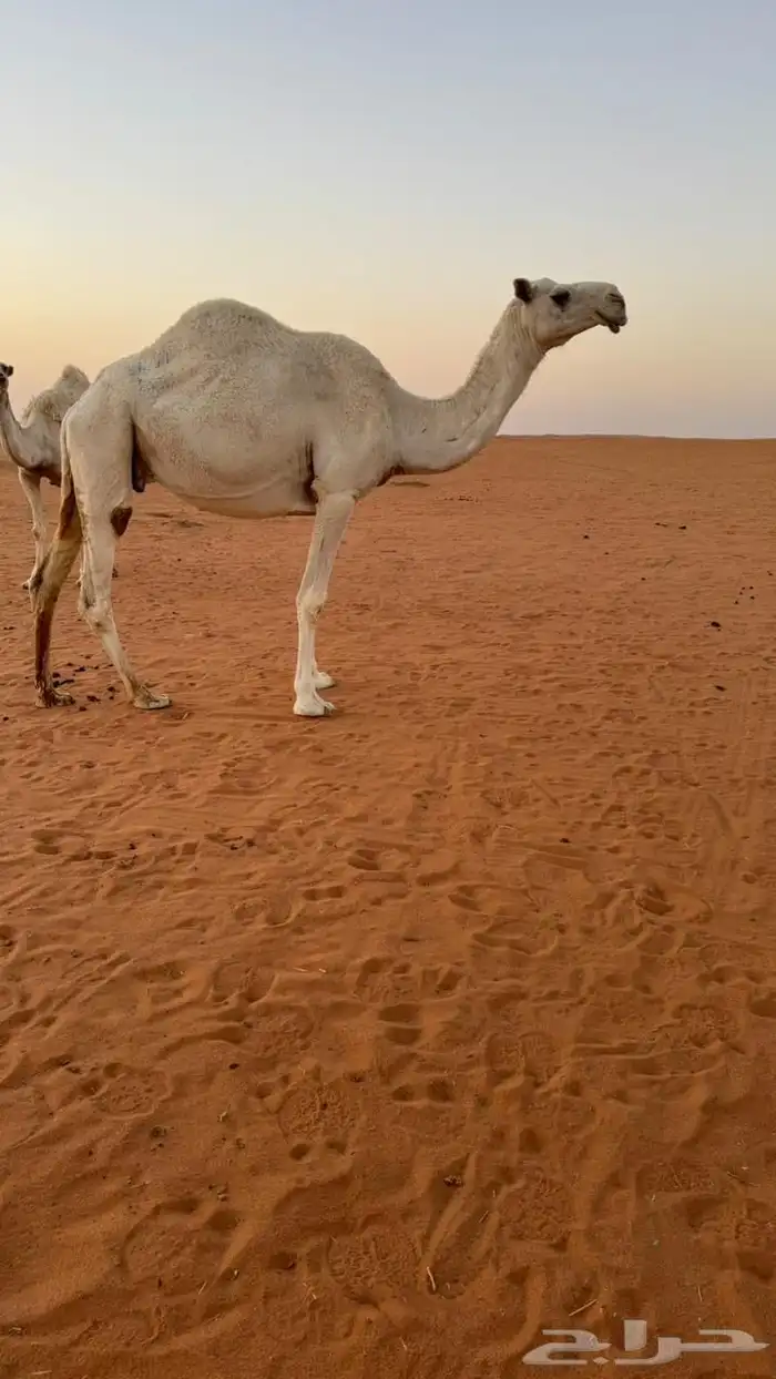 للبيع الضروبه الوضحا 0