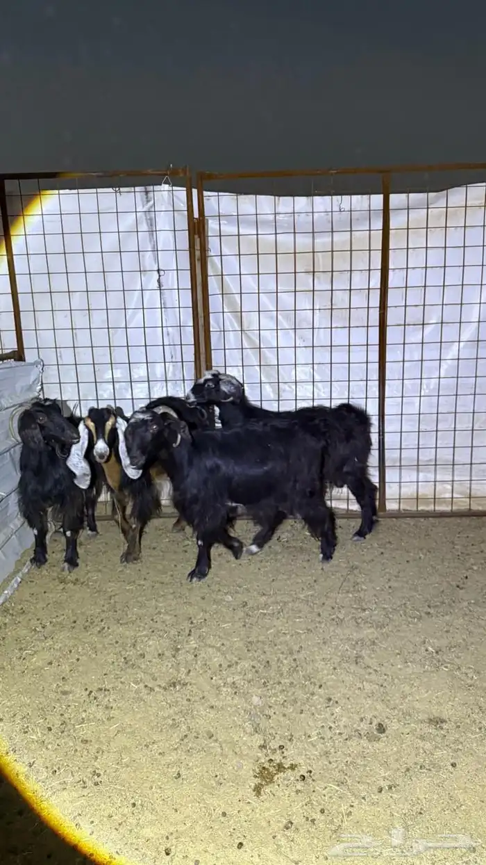 معزا دفيع للقناي 3