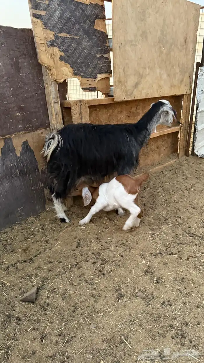 معزا ولد ( تم البيع ) 5