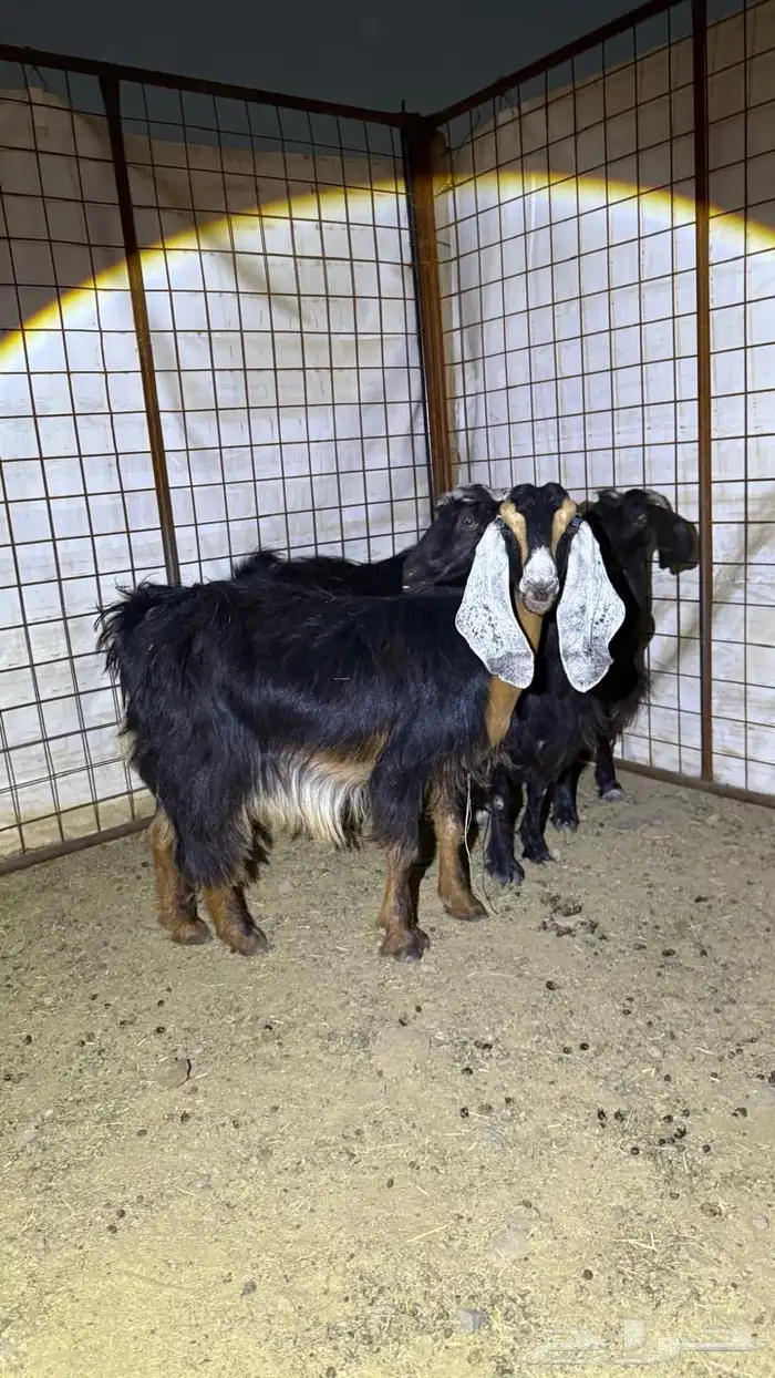 معزا دفيع للقناي 0