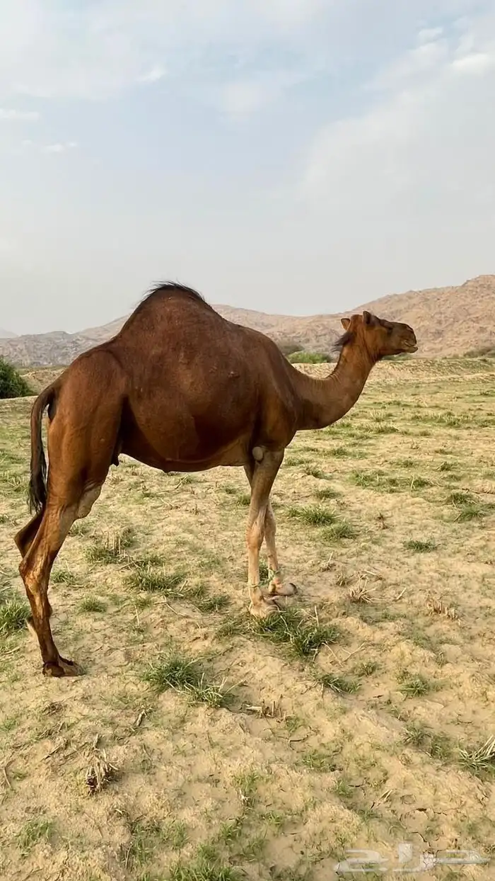 للبيع ناقة ساحلية 3