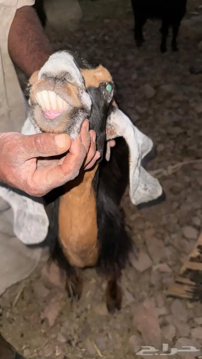 معزا دفيع للقناي 15