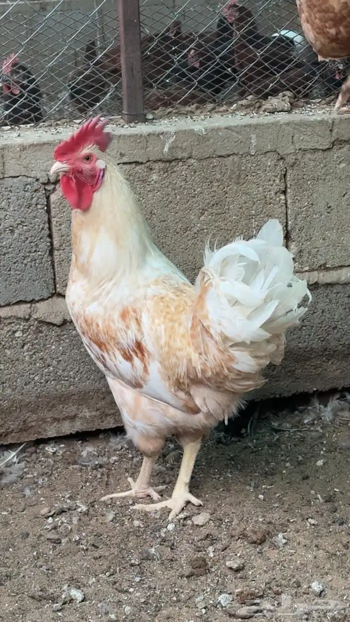 دجاج 2