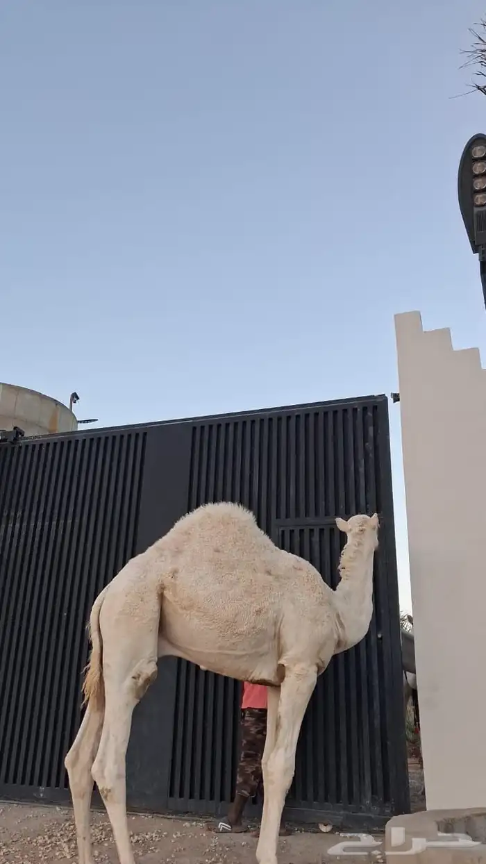 حاشي 1