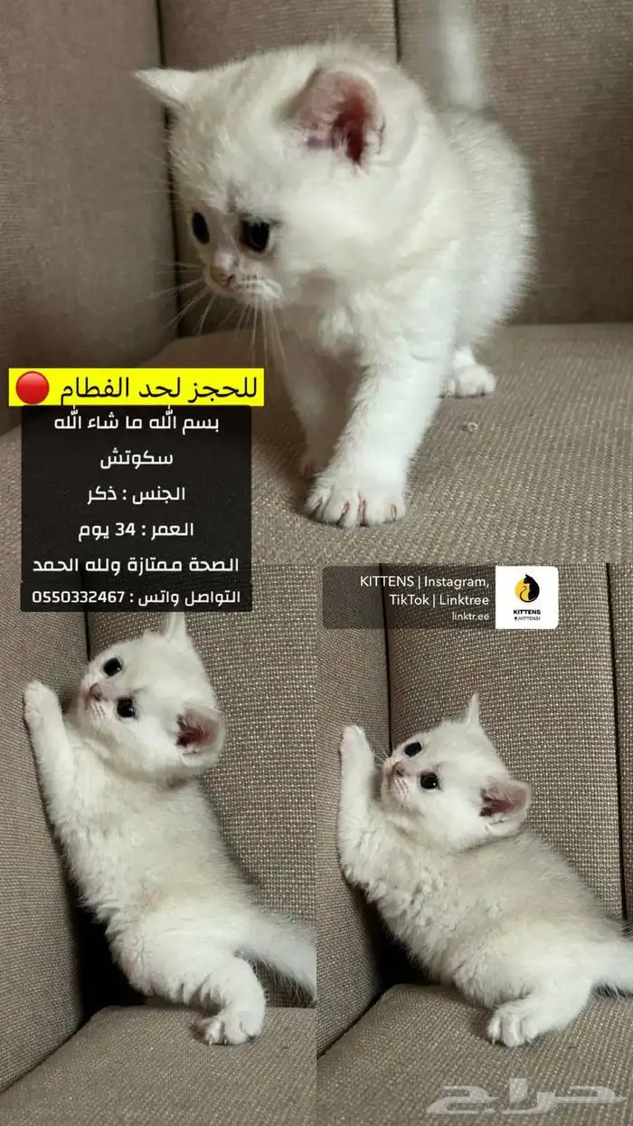 سكوتش 3