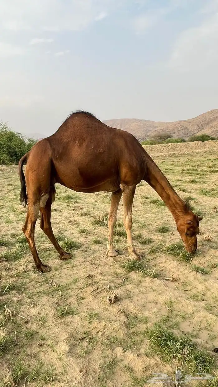 للبيع ناقة ساحلية 4