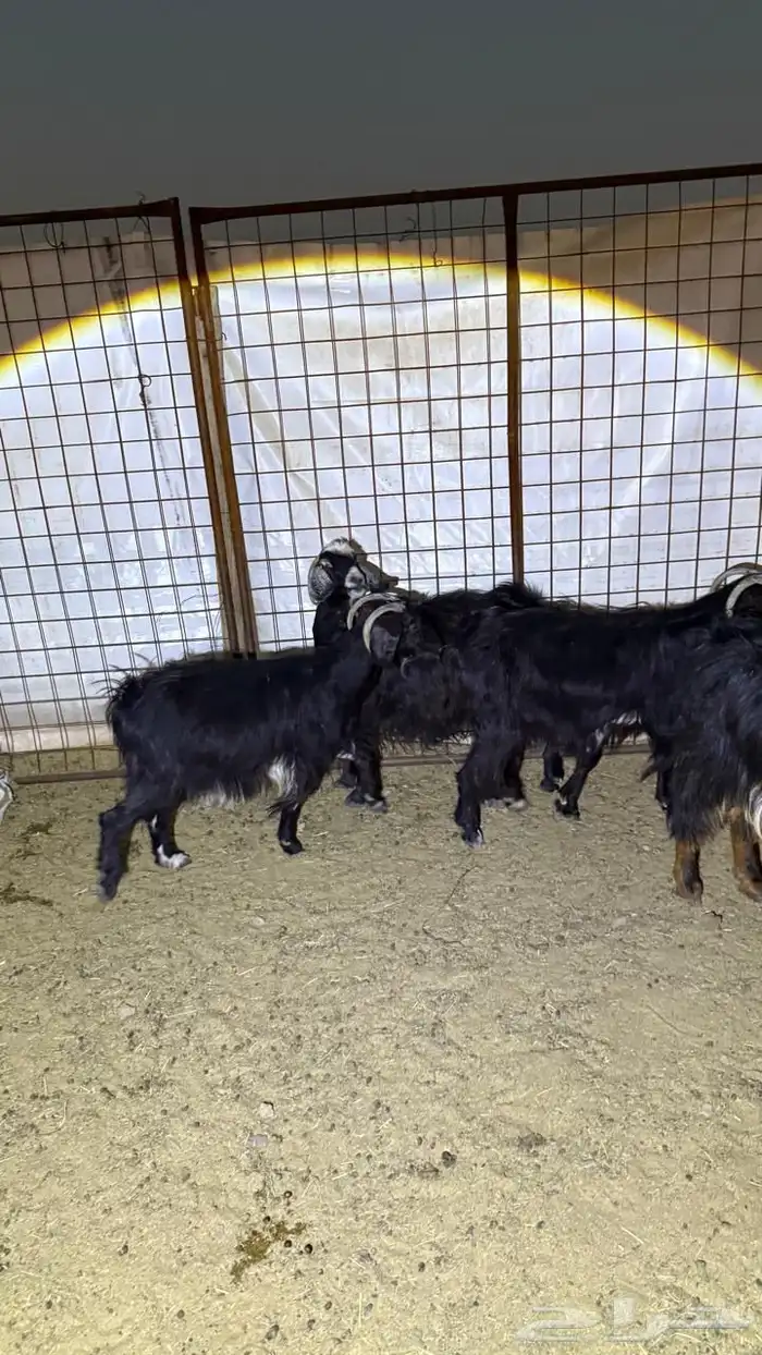 معزا دفيع للقناي 11