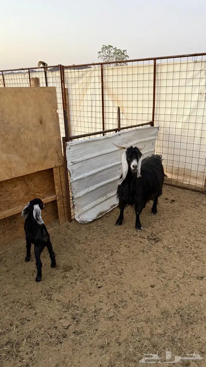 معزا ولد ( تم البيع ) 12