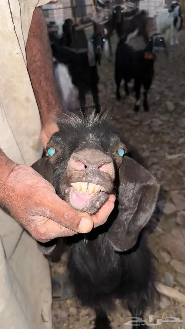 معزا دفيع للقناي 16