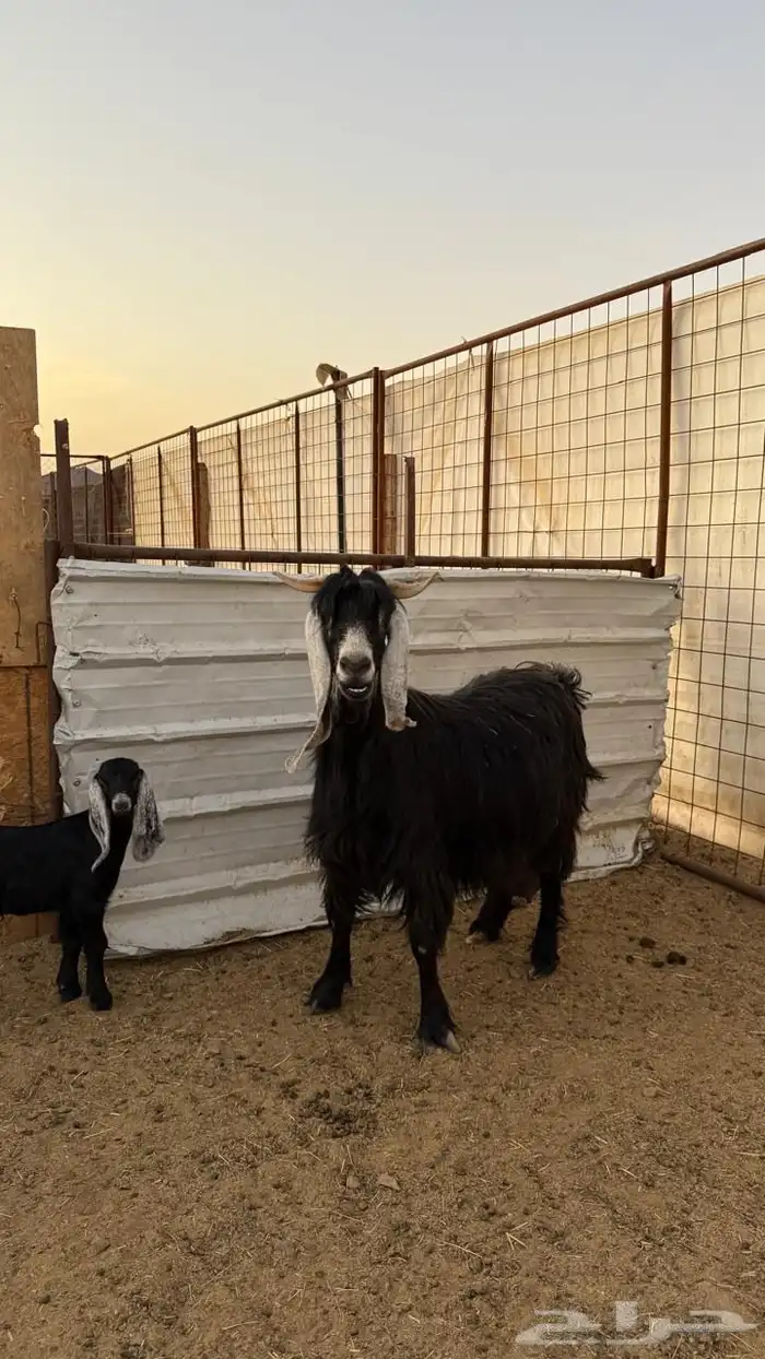 معزا ولد ( تم البيع ) 14