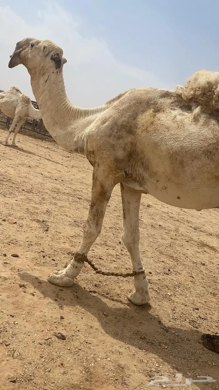 للبيع جمل اوضح طيب كحيلاني 0