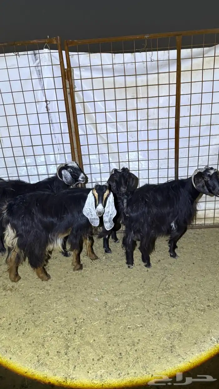 معزا دفيع للقناي 6