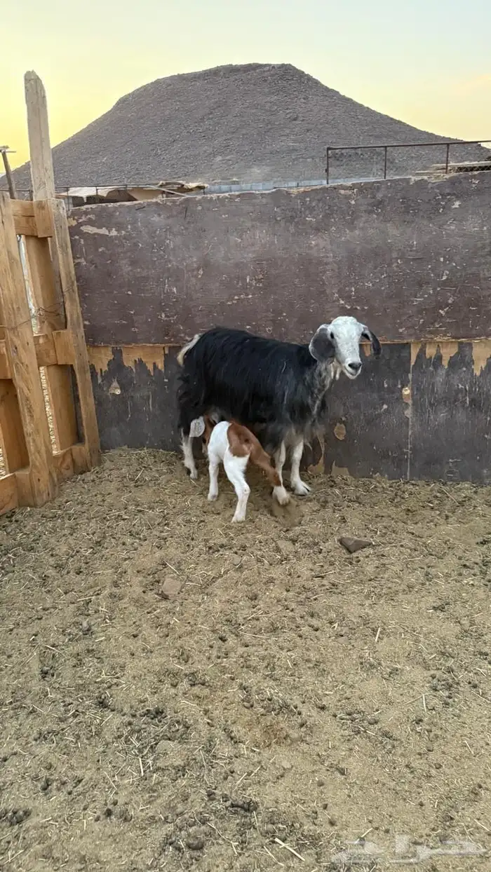 معزا ولد ( تم البيع ) 9