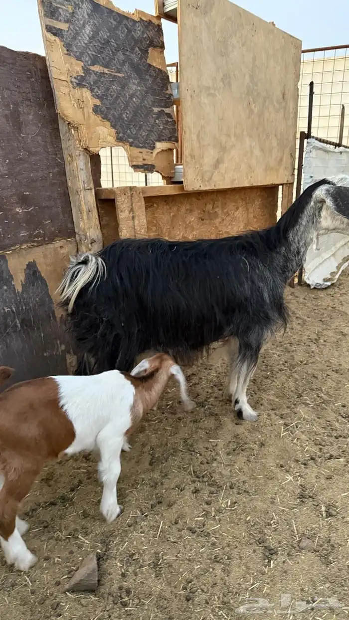 معزا ولد ( تم البيع ) 6